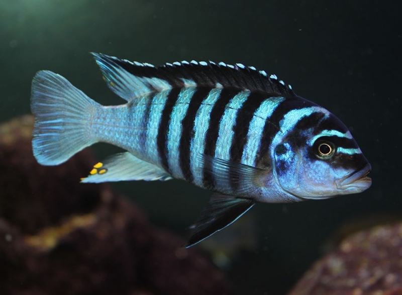 Maylandia fainzilberi 'Mphanga Rocks'